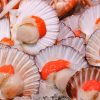 Half Shell Scallops&emsp;<br />Frozen (1 kg)